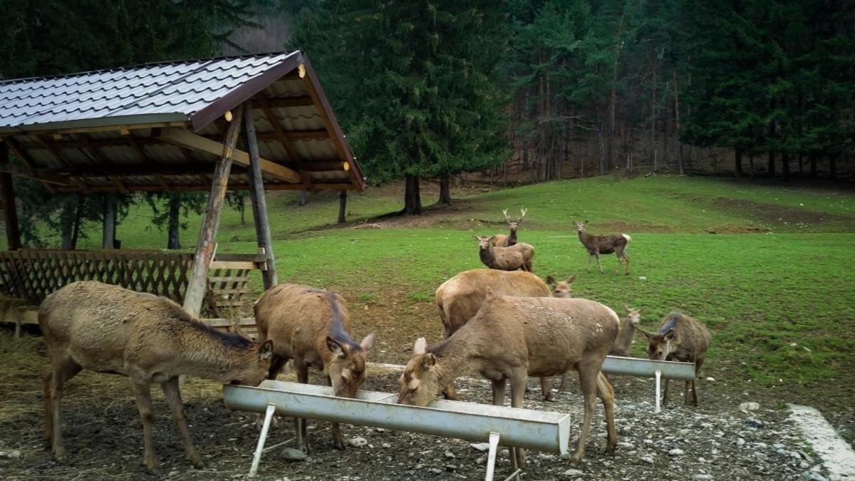 Evergreen Chalet Avrig Esterno foto